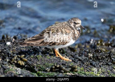 Turn Stone (Arenaria interpres) sur la rive de la mer du Nord néerlandaise Banque D'Images