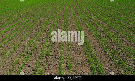 Steadicam abattu. Green Grass oscille dans le vent Beautiful Green Wheat Field Agriculture Farm concept. Concept de vie. Semis de jeunes pousses sur le terrain dans SP Banque D'Images