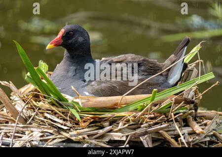 Moorhen commun couvant (Gallinula chloropus) dans le nid Banque D'Images