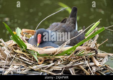 Moorhen commun couvant (Gallinula chloropus) dans le nid Banque D'Images