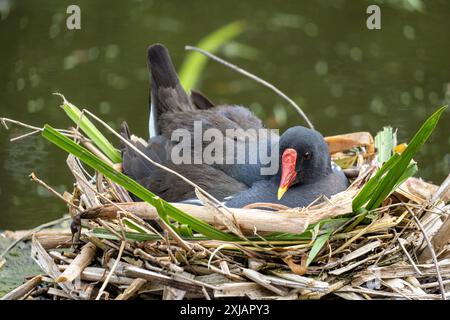 Moorhen commun couvant (Gallinula chloropus) dans le nid Banque D'Images