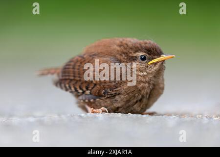 Ébloui eurasien (troglodytes troglodytes) sur la terrasse après avoir volé contre une vitre Banque D'Images