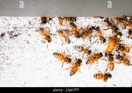 Abeille de miel reine marquée entourée d'abeilles ouvrières marchant dans la ruche Banque D'Images