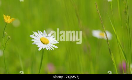 Ralenti. Fleurs sauvages dans la prairie. Paysage floral d'été avec des fleurs de camomille et du trèfle. Fleurs sauvages dans la prairie. Paysage floral d'été avec cham Banque D'Images