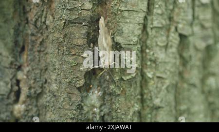 Gros plan. Empereur violet. Papillon amour Violet ou Apatura iris amurensis au soleil sur un tronc d'arbre. S'accroche à l'écorce d'un arbre. Banque D'Images