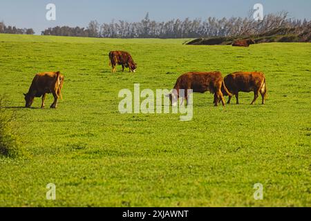 Quatre vaches brunes paissent sur un pâturage vert luxuriant par une journée ensoleillée Banque D'Images