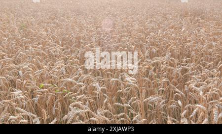 Ralenti. Agriculture cultiver des aliments. Épis épis de grain de blé. Grande épi de blé mûr. Banque D'Images