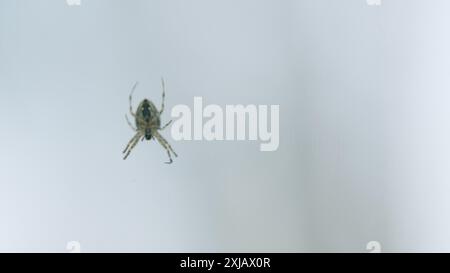 Gros plan. Araneus diadematus. Araignée de jardin européenne ou orbweaver croisé. Banque D'Images