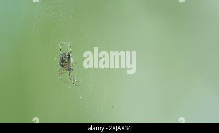 Gros plan. Araignée de jardin européenne est assise dans leur filet. La toile d'araignée est un insecte. Banque D'Images