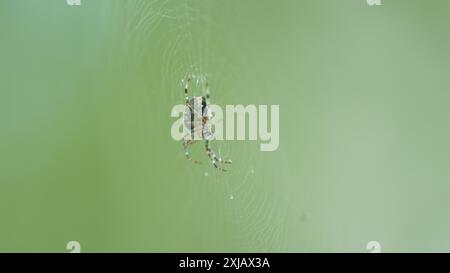 Gros plan. Araneus diadematus. Diadème, orangie ou araignée croisée et tisserand orbe couronné. Banque D'Images