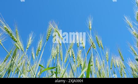 Vue basse. Champ de blé, épis dorés verts de blé se balançant du vent. Beau ciel bleu. Épis de blé jaune vert se balançant dans le vent. Ralenti. Banque D'Images