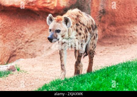 Hyena marche sur un chemin de terre dans un zoo. La hyène regarde la caméra. Animal sauvage marchant près d'une paroi rocheuse dans la savane Banque D'Images