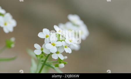 Gros plan. Fleurs des champs lobularia maritima, fleurs blanches. Espèce de plante à faible croissance à fleurs de la famille des brassicaceae. Banque D'Images