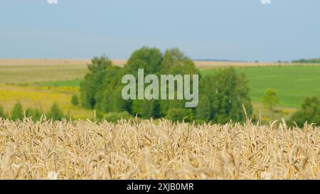 Ralenti. Épillets dorés de blé mûr vague dans le vent léger dans le champ agricole contre ciel bleu clair. Banque D'Images