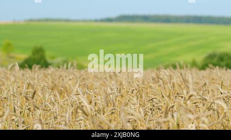 Ralenti. Blé sur le champ et ciel nuageux blanc bleu. Lumière du soleil de champ de blé biologique. Blé jaune contre ciel bleu. Banque D'Images