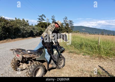 Éleveur relocalisant un veau Black Angus d'une semaine avec le troupeau, champ vert (Bos taurus), comté de Del Norte, Californie. Banque D'Images