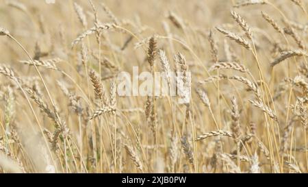 Ralenti. Agriculture cultiver des aliments. Épis épis de grain de blé. Grande épi de blé mûr. Banque D'Images