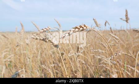 Vue en angle bas. Blé sur le champ et ciel nuageux blanc bleu. Lumière du soleil de champ de blé biologique. Blé jaune contre ciel bleu. Banque D'Images