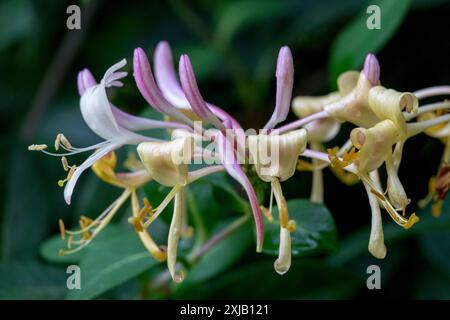 Chèvrefeuille commune chèvrefeuille européenne Woodbine Lonicera periclymenum en fleur Banque D'Images