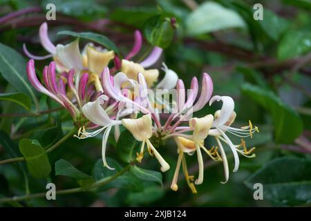 Chèvrefeuille commune chèvrefeuille européenne Woodbine Lonicera periclymenum en fleur Banque D'Images