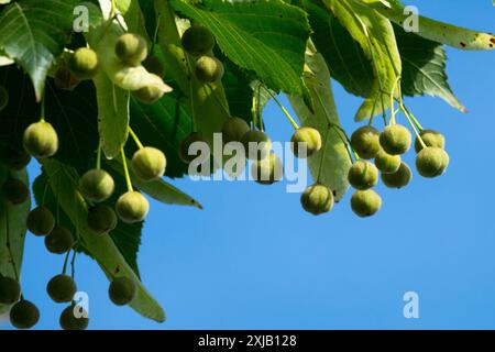 Tilleul à grandes feuilles, baies de Tilia platyphyllos mûrissant les graines sur une branche de citron vert Banque D'Images