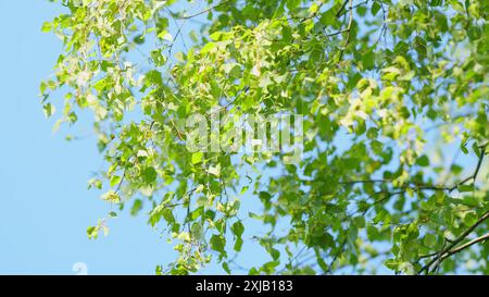 Ralenti. Jeunes feuilles vertes d'été sur fond fané branche de bouleau d'été. Feuilles vertes et chatons tombants. Banque D'Images