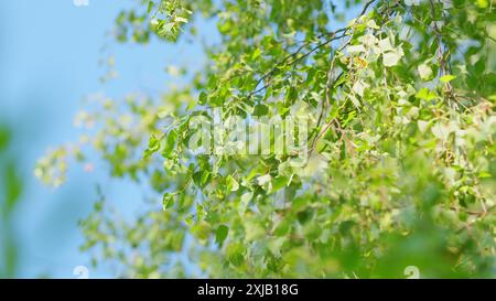 Ralenti. Branche de bouleau feuilles contre un ciel bleu. Beaucoup de branches avec des feuilles vertes. Copier l'espace pour le texte. Banque D'Images