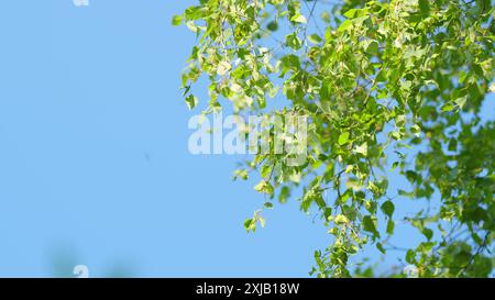 Ralenti. Branche de bouleau d'été avec de jeunes feuilles sur un fond de ciel bleu. Feuilles de bouleau vert frais contre un ciel bleu. Banque D'Images