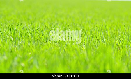 PAN. Fond naturel de blé vert. Récolter cultivé biologique. Terres agricoles fertiles. Banque D'Images