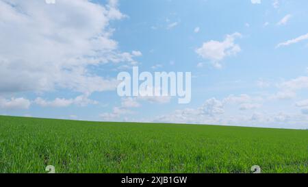 PAN. Champ d'orge verte ou de seigle au début du printemps. L'herbe verte oscille dans le vent beau champ de blé vert. Banque D'Images