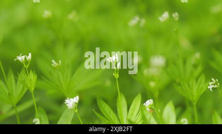 Gros plan. Woodruff ou galium odoratum avec de petites fleurs blanches. Galium odoratum fleur sauvage blanche en fleur. Banque D'Images