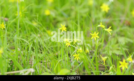 Fleurs jaunes Gagea minima fleurissant au printemps. Fleurs de printemps dans la forêt. Gros plan. Banque D'Images