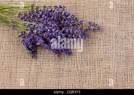 Bouquet de Lavande isolé sur un fond de texture de lin Banque D'Images