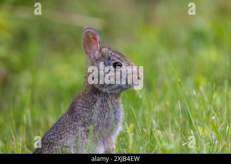 Lapin à queue de cottontail de l'est un soir de juin dans le nord du Wisconsin. Banque D'Images