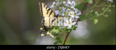 Encolure de papillon en queue d'aronde de l'est sur un buisson de mûre en fleurs. Banque D'Images