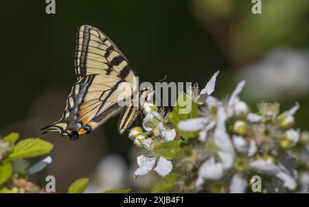 Encolure de papillon en queue d'aronde de l'est sur un buisson de mûre en fleurs. Banque D'Images