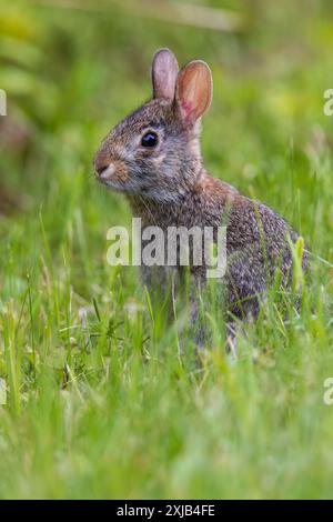 Lapin à queue de cottontail de l'est un soir de juin dans le nord du Wisconsin. Banque D'Images