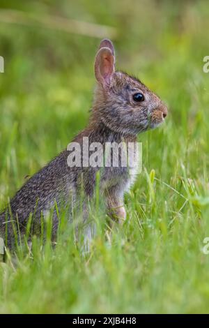 Lapin à queue de cottontail de l'est un soir de juin dans le nord du Wisconsin. Banque D'Images