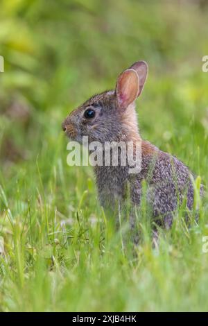 Lapin à queue de cottontail de l'est un soir de juin dans le nord du Wisconsin. Banque D'Images