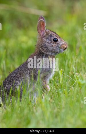 Lapin à queue de cottontail de l'est un soir de juin dans le nord du Wisconsin. Banque D'Images