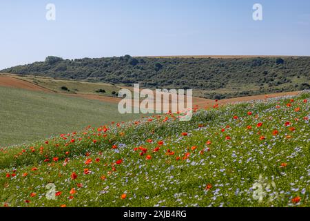 Vue sur des terres agricoles dans le Sussex un jour d'été, avec des fleurs de pavot poussant parmi le lin et un ciel bleu au-dessus de vous Banque D'Images