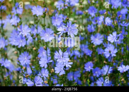 Fleurs de chicorée commune Cichorium intybus bleu Banque D'Images