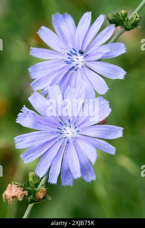 Fleur de chicorée commune Cichorium intybus portrait Banque D'Images