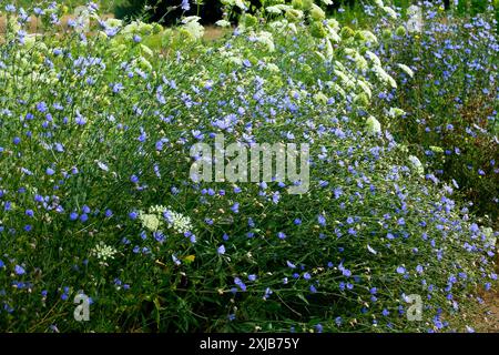 Chicorée commune fleurs sauvages tuftées Cichorium intybus Banque D'Images