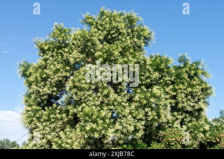 Floraison Sophora japonica arbre de la pagode japonaise Styphnolobium japonicum Banque D'Images