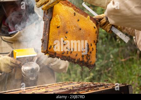 Apiculteurs en Espagne examinant un cadre plein de miel biologique de ruche portant des combinaisons de protection et utilisant fumeur dans un environnement naturel. Guadala Banque D'Images