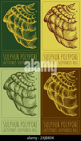 Ensemble de vecteur dessinant le POLYPORE DE SOUFRE dans différentes couleurs. Illustration dessinée à la main. Le nom latin est LAETIPORUS SULPHUREUS BULL. Illustration de Vecteur