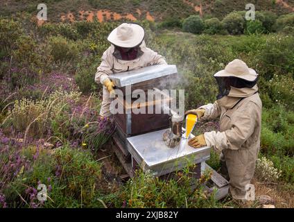 Deux apiculteurs en Espagne ouvrant une ruche portant des costumes apicoles et des masques avec fumeur dans un environnement naturel. Guadalajara Banque D'Images