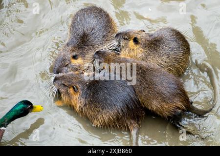 Famille Myocastor coypus rongeur semi-aquatique Coypu ou nutria dans l'eau et canard colvert mâle Drake tête verte Banque D'Images