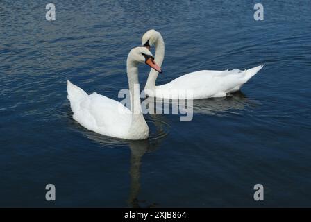 Deux cygnes sur un lac ou un étang, ciel reflété dans l'eau, paysage serein, parc et en mouvement. Banque D'Images